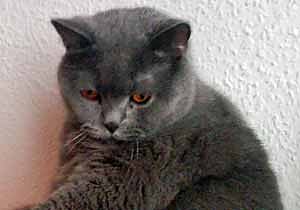 Calimero (Foto: Calimero)