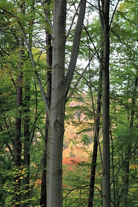 Bild: Wilder Wald