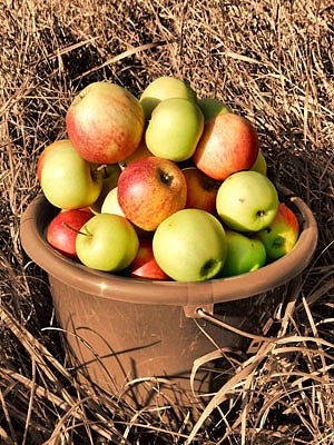 Bild: Der Apfel verfault nicht weit vom Stamm