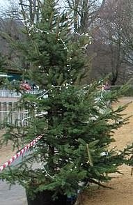 Bild: Weihnachtsbaum-Spendenaktion