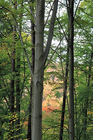 Bild: Wilder Wald
