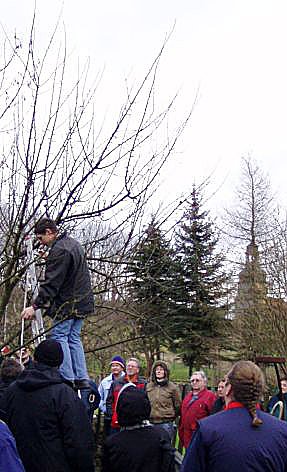 Bild: Baumschnitt im Kunsthof