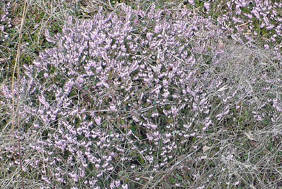 Schneeheide (Foto: Hans-J&uuml;rgen Schmidt)