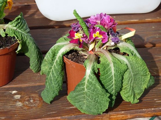 Hier sieht es ja aus! (Foto: Karl-Heinz Herrmann) Hier sieht es ja aus! (Foto: Karl-Heinz Herrmann)