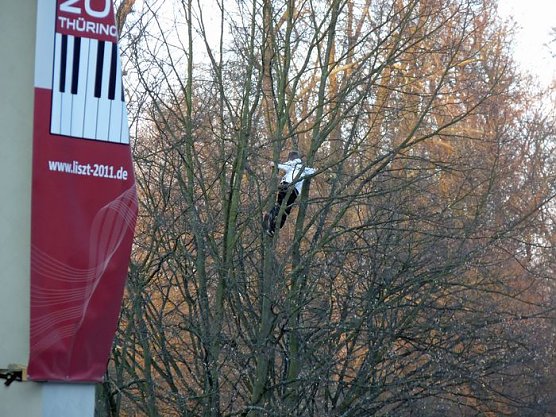 Jugend musiziert (Foto: Karl-Heinz Herrmann) Jugend musiziert (Foto: Karl-Heinz Herrmann)
