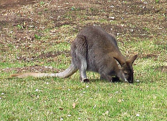 K&auml;nguru (Foto: Karl-Heinz Herrmann)