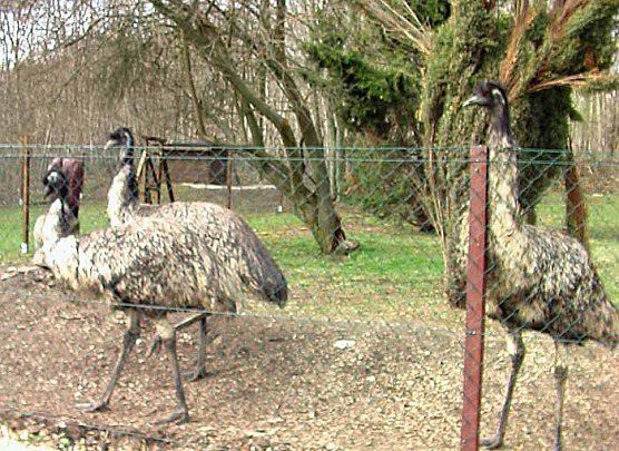 Emu (Foto: Karl-Heinz Herrmann)