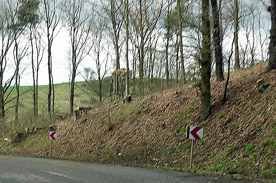 Baumfällung Bratwurst (Foto: Karl-Heinz Herrmann) Baumfällung Bratwurst (Foto: Karl-Heinz Herrmann)