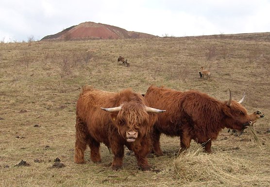 Schottisches Wildrind (Foto: Karl-Heinz Herrmann) Schottisches Wildrind (Foto: Karl-Heinz Herrmann)