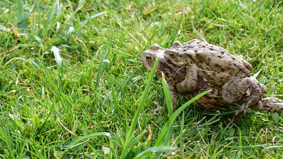 Verliebte Kr&ouml;ten (Foto: Peter M&ouml;bius)