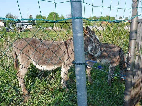 Jubel in Ebeleben (Foto: Karl-Heinz Herrmann)