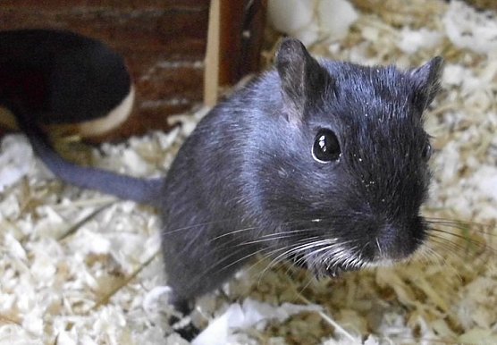 Speedy (Foto: C. Knust) Speedy (Foto: C. Knust)