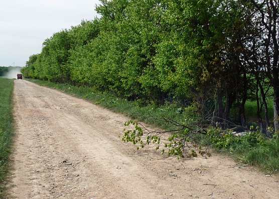 Baumpflege mit Feuer? (Foto: Karl-Heinz Herrmann)