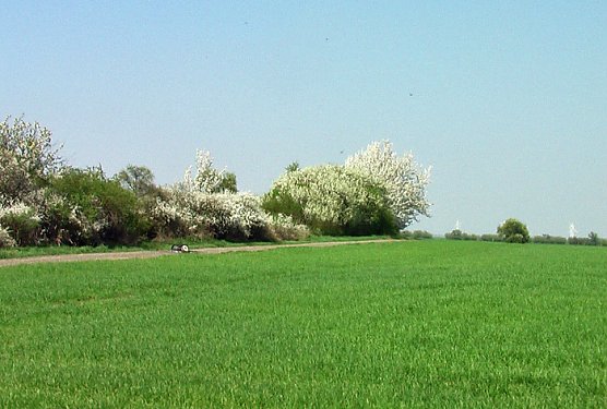 Feuerteufel unterwegs (Foto: Karl-Heinz Herrmann)