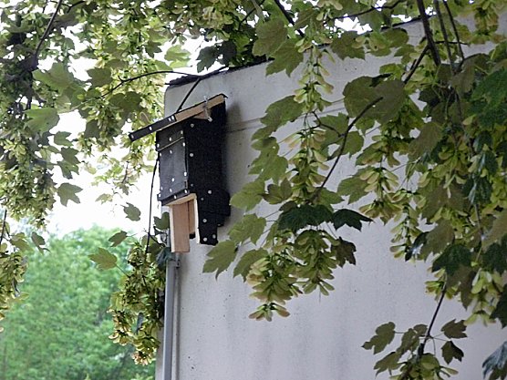 Fledermausfreundliche Kindervilla (Foto: Karl-Heinz Herrmann)