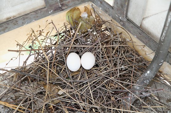 Eierfund im Hasenholz  (Foto: G&uuml;nter Herting)