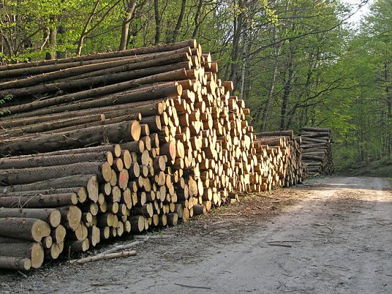 Energietr&auml;ger Holz (Foto: Lars Appelt)