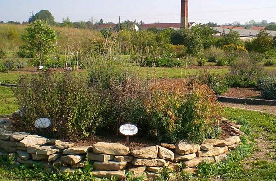 Kr&auml;utergarten Artern (Foto: Klaus Henze, Artern)