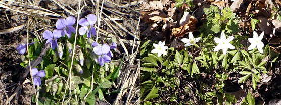 Veilchen und Anemonen (Foto: Hans-J&uuml;rgen Schmidt)