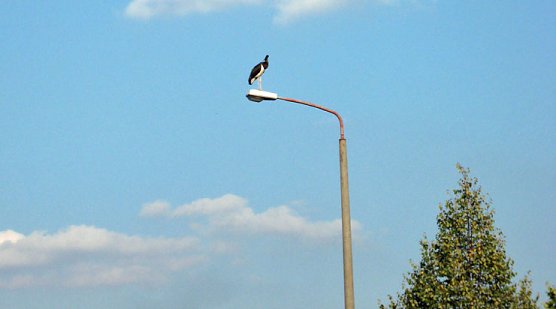 Kopflos in Sondershausen (Foto: Karla Kreyer)