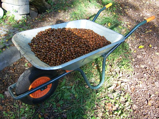 Aufruf zum Sammeln von Eichensaatgut  (Foto: Thomas Deilmannn)