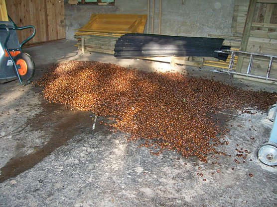 Aufruf zum Sammeln von Eichensaatgut  (Foto: Thomas Deilmannn)