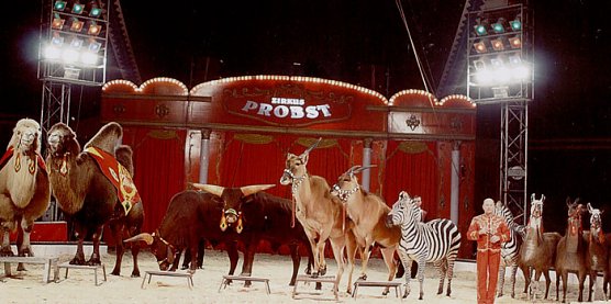 Zirkus Probst (Foto: Zirkus Probst)