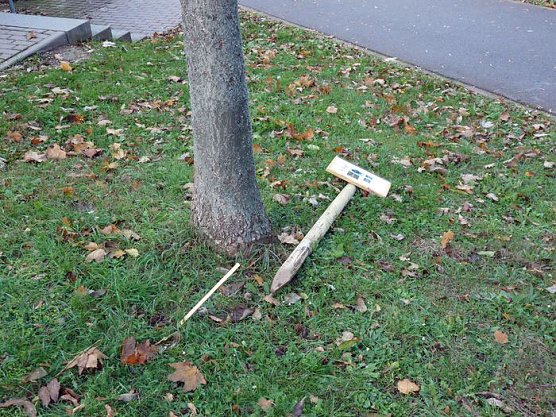 Baum des Jahres (Foto: Karl-Heinz Herrmann)