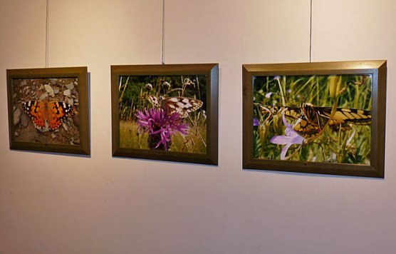 Farbenprächtige Schmetterlinge (Foto: Karl-Heinz Herrmann) Farbenprächtige Schmetterlinge (Foto: Karl-Heinz Herrmann)