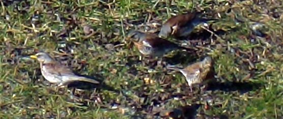 Unbekanntes Flugobjekt (2) (Foto: Familie Kieper)