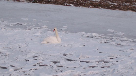 Warum das und nicht das? (Foto: Familie Kieper)