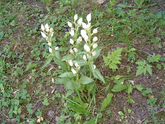 Orchideen (Foto: Hans-J&uuml;rgen Schmidt)