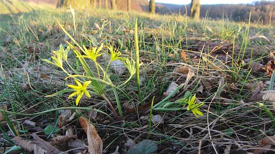 Acker-Goldstern (Foto: B. Schwarzberg)