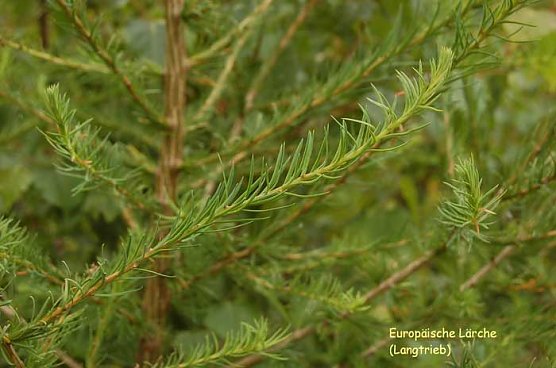 Schönste Lärche suchen! (Foto: Forstamt Oldisleben) Schönste Lärche suchen! (Foto: Forstamt Oldisleben)