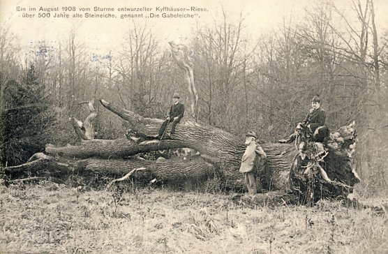Was Bäume erzählen (2. Teil) (Foto: Regionalmuseum Bad Frankenhausen) Was Bäume erzählen (2. Teil) (Foto: Regionalmuseum Bad Frankenhausen)