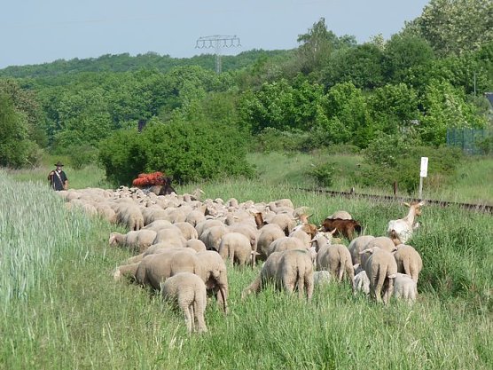 Neuer Sch&auml;fer (Foto: Karl-Heinz Herrmann)