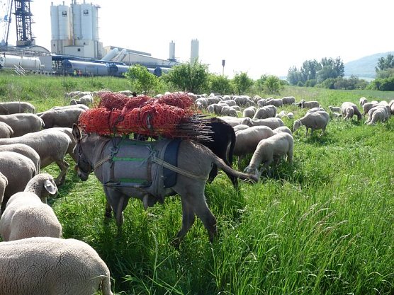 Neuer Sch&auml;fer (Foto: Karl-Heinz Herrmann)
