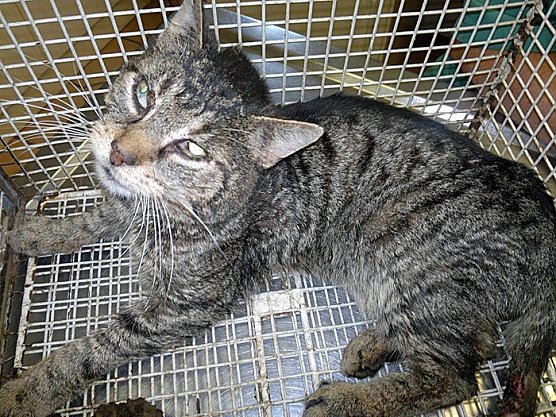 Besitzer des Katers gesucht (Foto: Stadt Sondershausen)