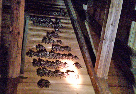 Flederm&auml;use sind eine bedrohte Tierart, die es zu sch&uuml;tzen gilt. Im vergangenen Jahr begannen die Kinder der Kindervilla sich diesem Thema besonders zu widmen und wurden auch als "fledermausfreundlich (Foto: Kindervilla Bad Frankenhausen)