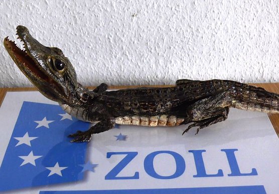 An die Regeln halten (Foto: Zoll)