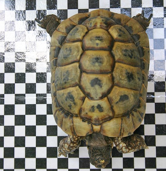 Landschildkr&ouml;te gefunden (Foto: Stadt Sondershausen)