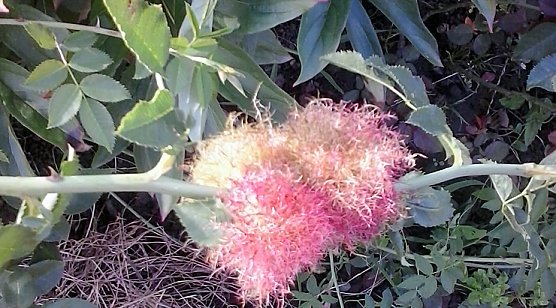 Wer kennt sich aus? (Foto: Karl-Heinz Herrmann) Wer kennt sich aus? (Foto: Karl-Heinz Herrmann)