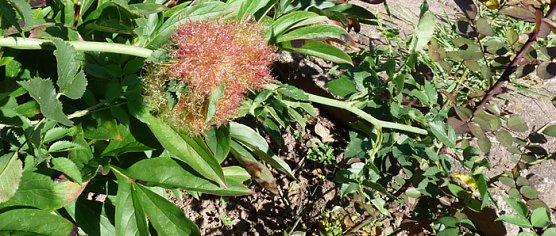 Kein R&auml;tsel mehr (Foto: Karl-Heinz Herrmann)