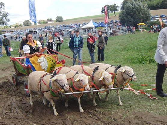 Bauernmarkt (Foto: Ilka K&uuml;hn)