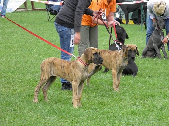 H&ouml;hepunkt f&uuml;r Hundefreunde (Foto: Landratsamt Kyffh&auml;userkreis)