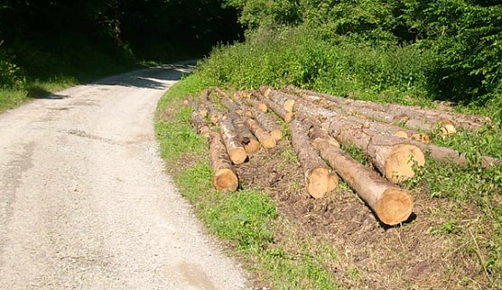 Fichteneinschlag (Foto: Karl-Heinz Herrmann)
