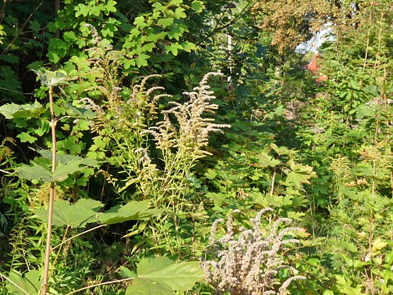 Aufgespießt: Refugium oder? (Foto: Karl-Heinz Herrmann) Aufgespießt: Refugium oder? (Foto: Karl-Heinz Herrmann)