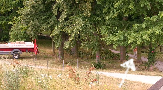 Baumpflege Schlosspark (Foto: Karl-Heinz Herrmann)