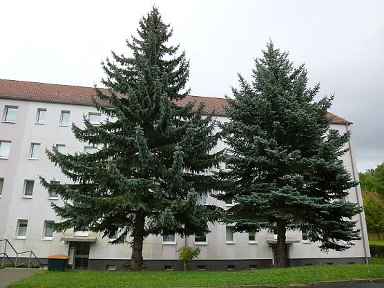 kn-Forum: Wieder Baumf&auml;llungen (Foto: Familie Kieper)