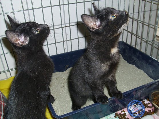 Diego und Bella (Foto: C. Knust)